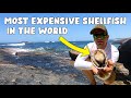 Most Expensive Shellfish In The World How To Catch Clean And Cook Abalone