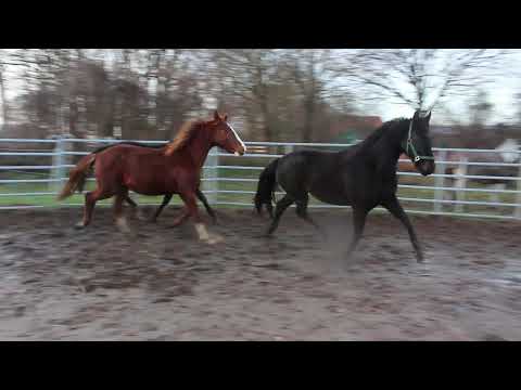 Sezuan´s Colorful (Fuchs) + Diamond Lovely Boy + Little Totilas - FOR SALE – Duir Ask Ichschi