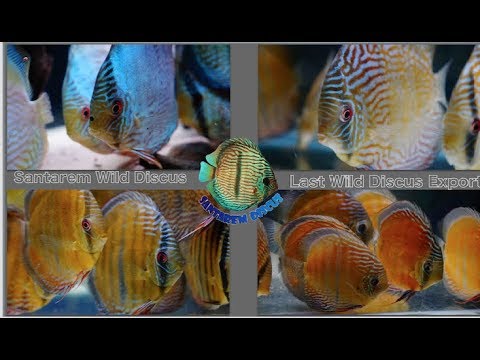 Santarem Discus Wild - The first export fish from 2018