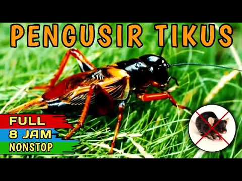 Suara Jangkrik Jernih | Pengusir Tikus Terbukti Ampuh
