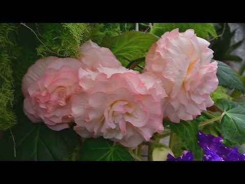Product video