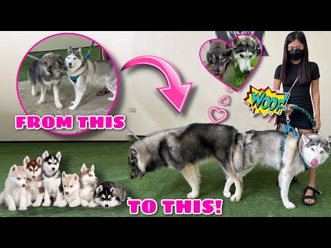 We Are Having Puppies Soon! | Malia X Midnight | Agouti Pups? | Husky Pack TV