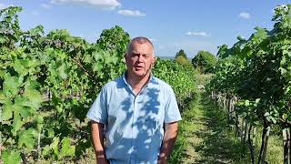 Meet Branislav Andjelic, an organic farmer from Serbia 🇷🇸