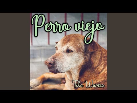 Perro Viejo