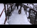 温泉猿（人間を無視編）3 3　snow monkey（ignoring human）　2015