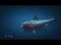 GTA V | Ataque de tiburon [Shark Attack] 