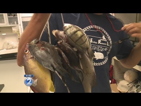Lawmakers consider more rules to protect Hawaii's fish population
