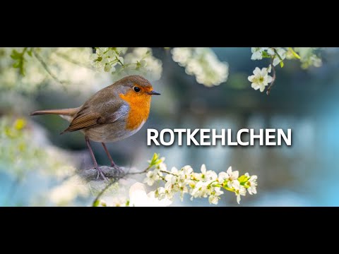 ROTKEHLCHEN 💮Zwitscherportrait💮 kleinfein -- Vogelstimmen - Vogelportrait - Steckbrief