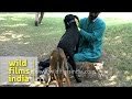 Tiger Cub And Antelope Orphans Feed From Mother Dog
