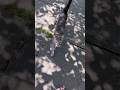 Grey Cat Back Loud Meows Chases Otis ️ Catlife Cat Ollieandotis Meows Meowing