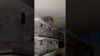 Galador feitiço voltando a forma