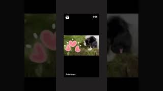 Video preview image #1 Cavalier King Charles Spaniel Puppy For Sale in MONTECITO, CA, USA