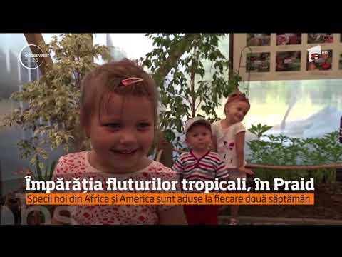 A fost spectacol de culoare în casa fluturilor, la Praid, în judeţul Harghita