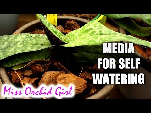 Geeignetes Orchideensubstrat für selbstbewässernde Töpfe – Funktioniert Rinde?