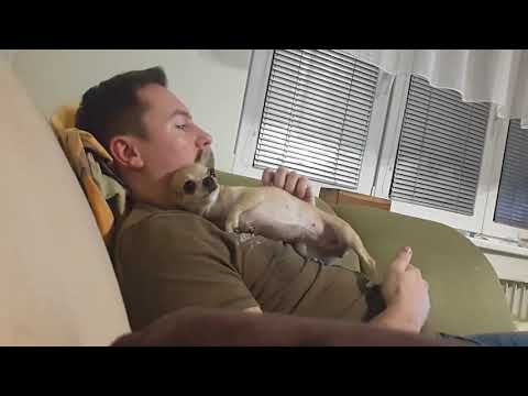 Snuggle up     chihuahua skills