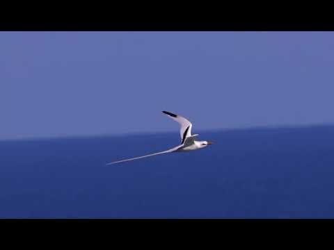 White tailed Tropicbirds