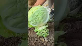 Download lagu Ide Cerdas Sederhana Teknik Memetik Sayur Kol Dengan Mudah Menggunakan Alat Super Tajam #shorts mp3