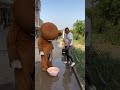 What Watermelon Do You Eat On A Hot Day Pippi Bear Funny Video Rippibear Viralshorts Trollbear