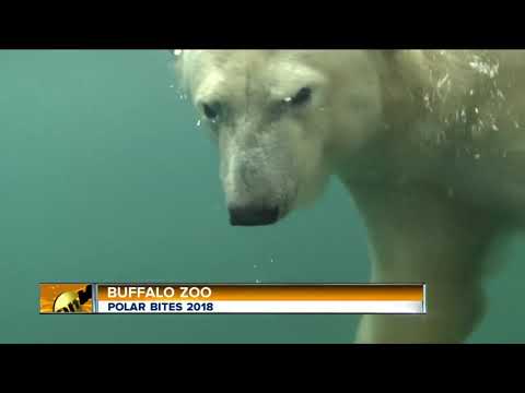 download lagu mp3 mp4 Polar Bites, download lagu Polar Bites gratis, unduh video klip Polar Bites