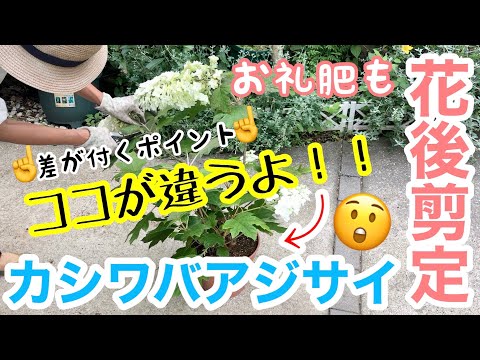 アジサイの開花 特に暑い日は水の量を増やす