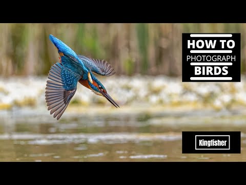 How to Photograph Kingfishers