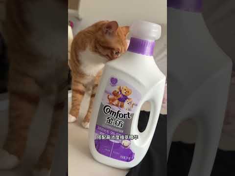 私底下我每天都和 疯狂贴贴 #猫咪日常#和小猫贴贴#金纺防粘毛柔顺剂 #金纺防粘毛 #金纺宠物柔顺剂
