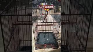 Download lagu CENDET BASAH SUARA GEREJA TARUNG GACOR #shortsyoutube #shorts #shortsvideo #cendetmadura #cendet mp3