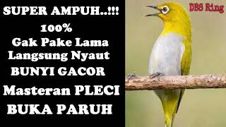 Download lagu Terapi Pleci Agar Buka Paruh | Terapi Terbaru Burung Pleci | Masteran Burung Pleci Gacor Buka Paruh mp3