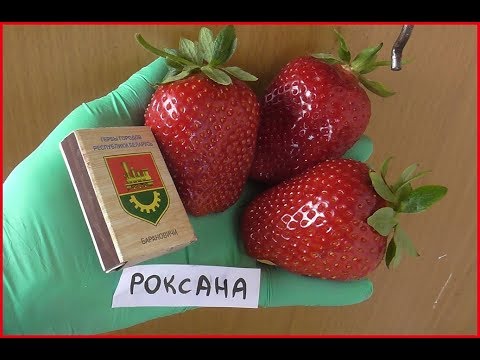 РОКСАНА -проверенный итальянский сорт высокоурожайной клубники.