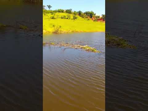 Aves pescando