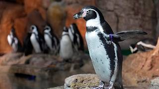 Chilenische Pinguine tragen Westen zum Schutz heilender Wunden