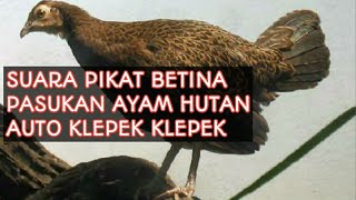 Download lagu SUARA PIKAT AYAM HUTAN BETINA | PASUKAN AUTO KLEPEK KLEPEK mp3