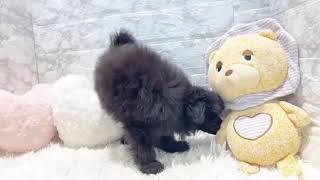 ハーフ犬の動画01