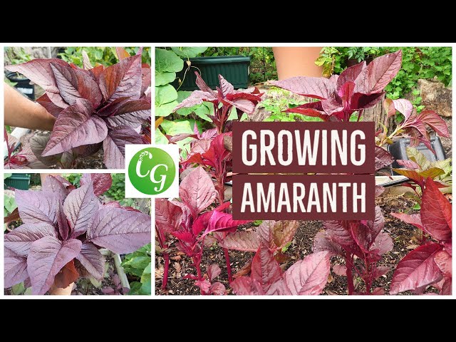Video de pronunciación de amaranth en Inglés