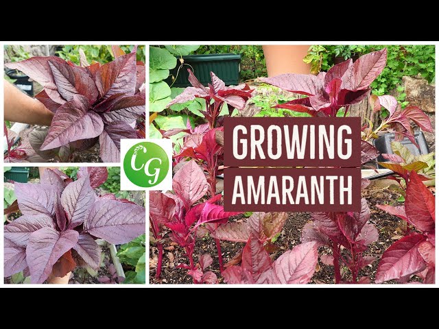 Video Pronunciation of amaranth in English