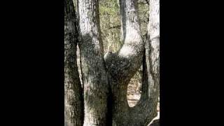 Neko Case - I Missed The Point