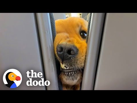 Dog Insists On Saying Hi To Everyone On His Train Rides | The Dodo