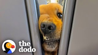 Dog Insists On Saying Hi To Everyone On His Train Rides | The Dodo by The Dodo
