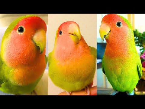 Des perroquets drôles et mignons - essayez de ne pas rire !