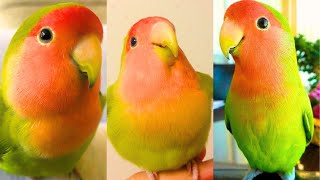 Miniature vidéo
