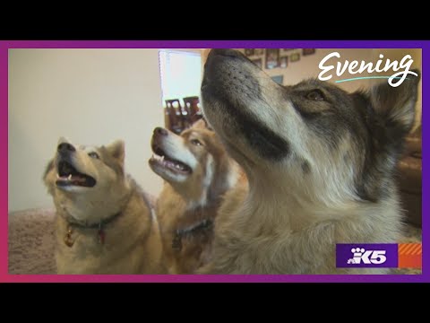 Kent trio of huskies known by thousands online for howling, singing and talking back