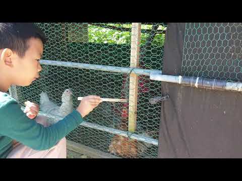 투애플잭과 곤충친구들 #2.사마귀는 누구의 간식이 될까요?