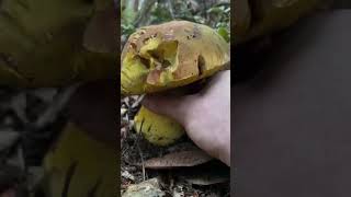 Download lagu Super Satisfying Mushroom ASMR: Tapping and Crunchy Harvesting mp3
