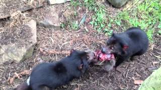 Tasmanian Devils and Wombats