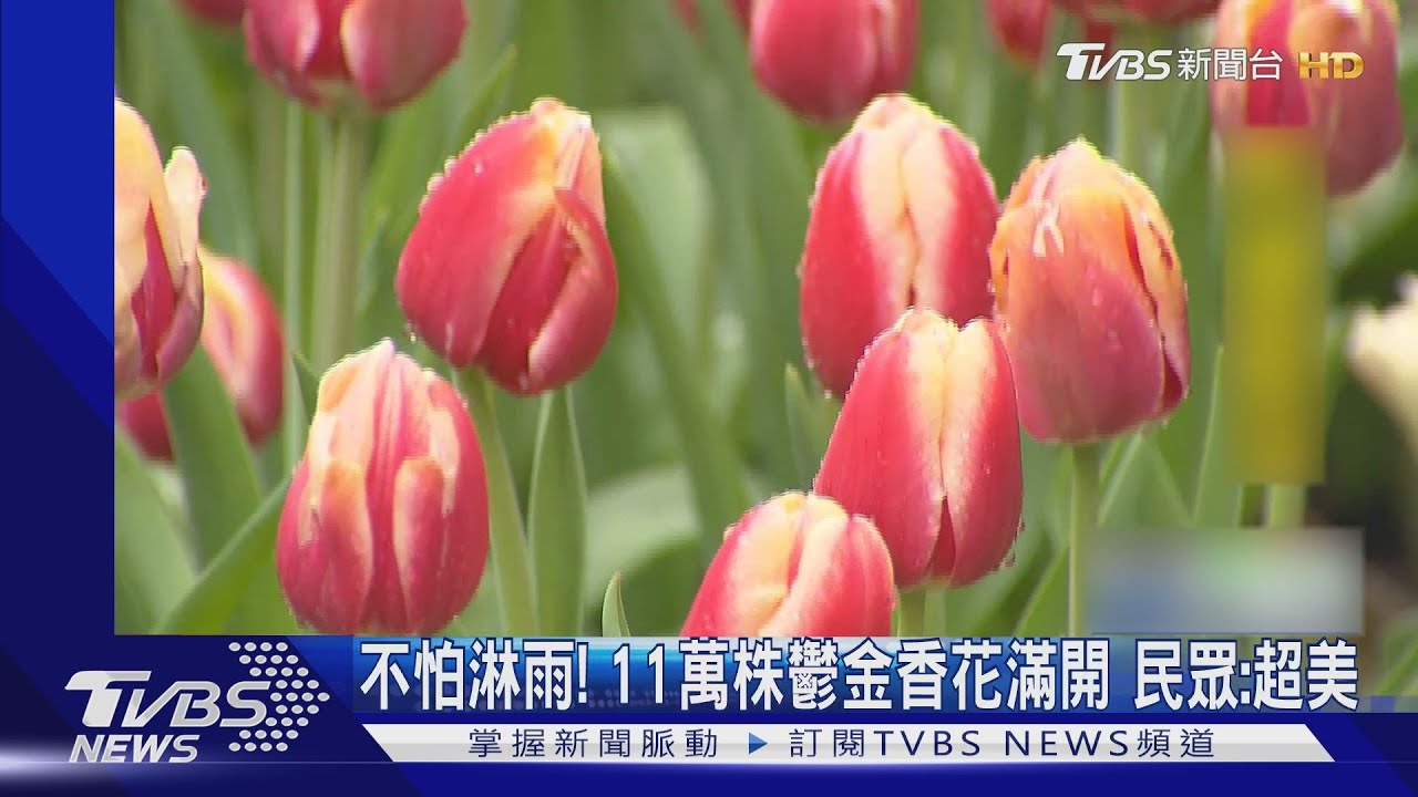 不怕淋雨！11萬株鬱金香花滿開　民眾：超美