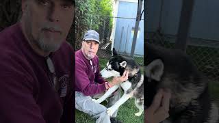 Video preview image #1 Siberian Husky Puppy For Sale in Pasadena, CA, USA