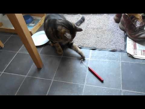 Cat versus whisk