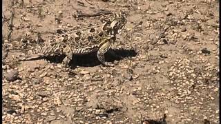 preview picture of video 'Texas Horned Lizard'
