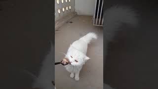 Saga émirienne de Carole, notre ancienne bénévole : Bella, 7 mois a été adoptée.