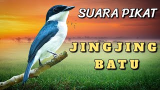 Download lagu Suara Pikat JingJing Batu Jernih - Black Winged Flycatcher Shrike mp3 Download lagu Suara Pikat JingJing Batu Jernih - Black Winged Flycatcher Shrike mp3